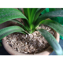 Indoor Plant Mulch 18 litres