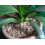 Indoor Plant Mulch 18 litres 1