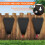 Chicken Cone, Poultry Restraining Cone with Flat Back Design, Chicken Processing Equipment for Broilers, Laying Hens 5