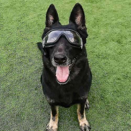 Durable eye protection for large dog waterproof 2