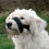 Pet Dog Muzzle with Comfortable Padded Buckle Lock Training Muzzle Adjustable 2