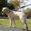 Laisse robuste pour chien de 1,5 m avec deux poignes. 5