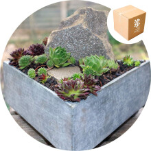 Specialist Aggregates ? - Ultralite - Lightweight Horticultural Grit - 2.5L, Cacti, Alpines, Lavender, Terrariums, Bottle Gardens, Vivariums