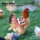 2Pcs Chicken Saddle Hen Apron Wing Feather Protector, White+Red, 22x17cm 5