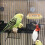 Vogelkooi Accessoire Met Perch En Voederbak Vogels 7