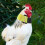 2Pcs Comfortable Neck Belts Anti-Crowing Nylon Collars 6
