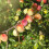 100Pcs Garden Use Galvanized Steel Branch Spreader for Fruit Tree Care 10