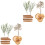 2Boîtes Fleurs Séchées DIY Pour Créations Artistiques Décoratives 2