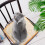 Coussin Pain En Mousse Élastique Pour Animaux 4