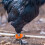 300Pièces Pour Jambes De Poulets Couleur Orange Usage Agricole 9