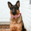 Adjustable Collar For Dog Orange 1set 4