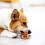 (Fox) Squeaky Plush Chew Toy for Dogs, Teeth Cleaning Tool 4
