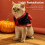 Pet Devil Costume Polyester XS Halloween Cloak 4