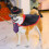(style4) Pet Halloween Costume Pet Dog Cape And Hat 4