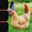 Lightweight Reusable Bird Protection Net 15x7.5m 5cm Hole Spacing 4