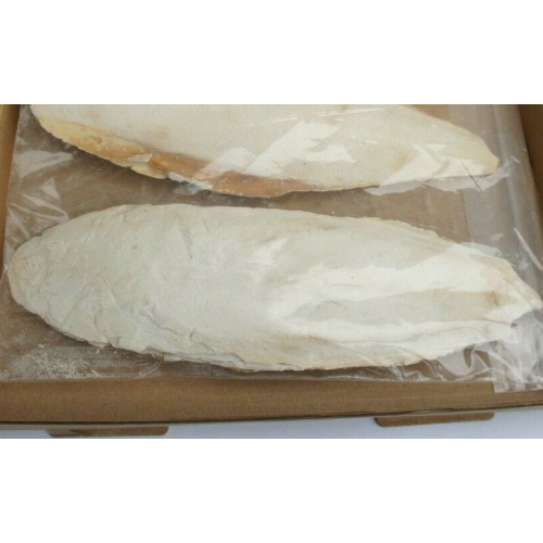 2 X LARGE CUTTLEFISH BONE PIECES 7-9" 1