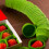 2000Pcs Green Paper Wrapping Cake Cups Nonstick Muffin Baking Holders 9