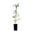 Tromba Vite Judy 1L 2