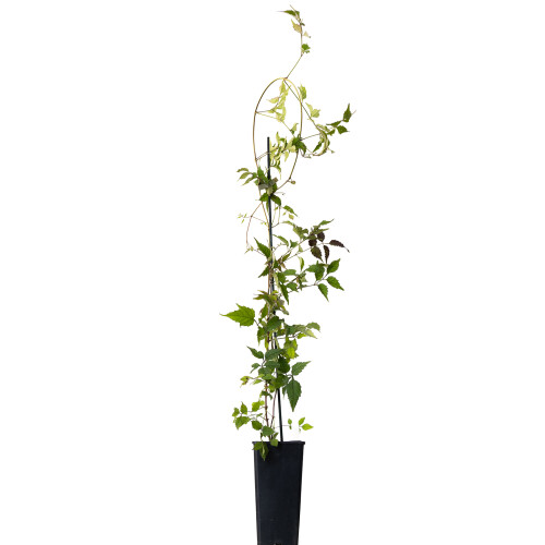 Trompette de Virginie Gabor 2L 1