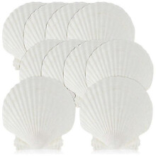 Scallop Shells 15 Pieces, 4-4.7 Inch Large Natural Seashells for DIY Crafts Painting Decoration