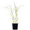 Miscanthus Giganteus 2L 2