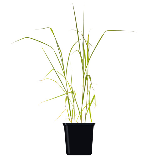 Miscanthus Giganteus 2L 1