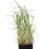 Miskant olbrzymi Giganteus 2L 3