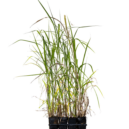 Miskant olbrzymi Giganteus 2L 2