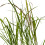 Miscanthus Giganteus 2L 4