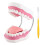 Teeth Model for Teaching PVC Demonstration Kids Kindergarten 2