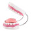 Teeth Model for Teaching PVC Demonstration Kids Kindergarten 16