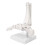 Educational Human Foot & Ankle Model Durable Material Demonstration with Base 2