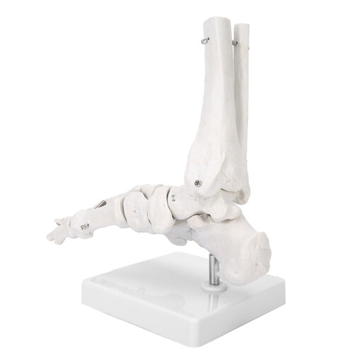Educational Human Foot & Ankle Model Durable Material Demonstration with Base 1