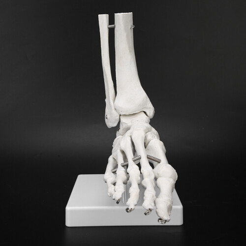Educational Human Foot & Ankle Model Durable Material Demonstration with Base 2