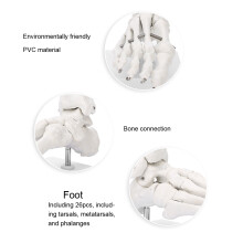 Educational Human Foot & Ankle Model Durable Material Demonstration with Base