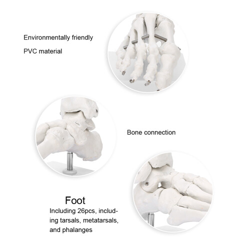 Educational Human Foot & Ankle Model Durable Material Demonstration with Base