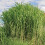 Miscanthus Giganteus 2L 1