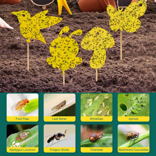 Yellow Sticky Fruit Fly Trap with Seedling Riser, 11x9cm 2