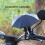 Mini Regenschirm für Handy 8