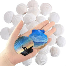 30 Pcs Natural Scallop Shells 2-3 Inch White Seashells for Crafts DIY Painting and Ocean Summer Beach Wedding Home