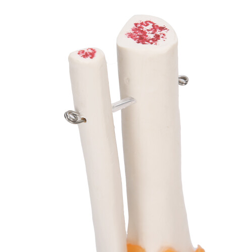 Human Foot Skeleton Model with Ligaments, Eco PVC, 1:1 Scale 1