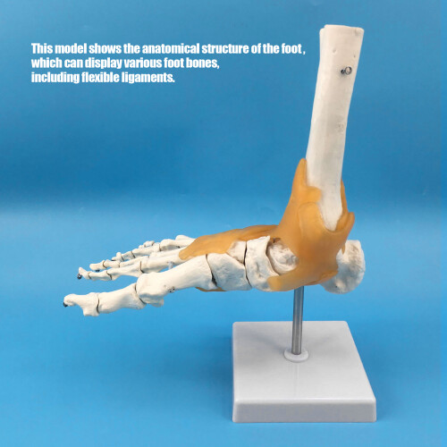Human Foot Skeleton Model with Ligaments, Eco PVC, 1:1 Scale 2