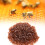 1000PCS Brown Plastic Queen Cell Cups for Beekeeping - Safe & Durable 3