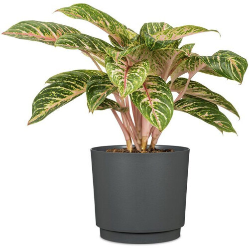 Blumentopf - Kunststoff - Schwarz - Rund - Ø29cm - DEROMA 2
