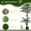 Outsunny Ficus Artificial Verde 15 x 15 x 150 cm 3
