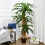 Outsunny Planta Dracaena Artificial Verde 20 x 20 x 160 cm 2