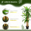 Outsunny Planta Dracaena Artificial Verde 20 x 20 x 160 cm 5