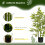 Homcom Planta Artificial Verde 15 x 15 x 90 cm 2
