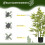 Homcom Planta Artificial Verde 15 x 15 x 90 cm 4