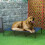 PawHut Cama Elevada para Perros Azul 122 x 92 x 23 cm 2